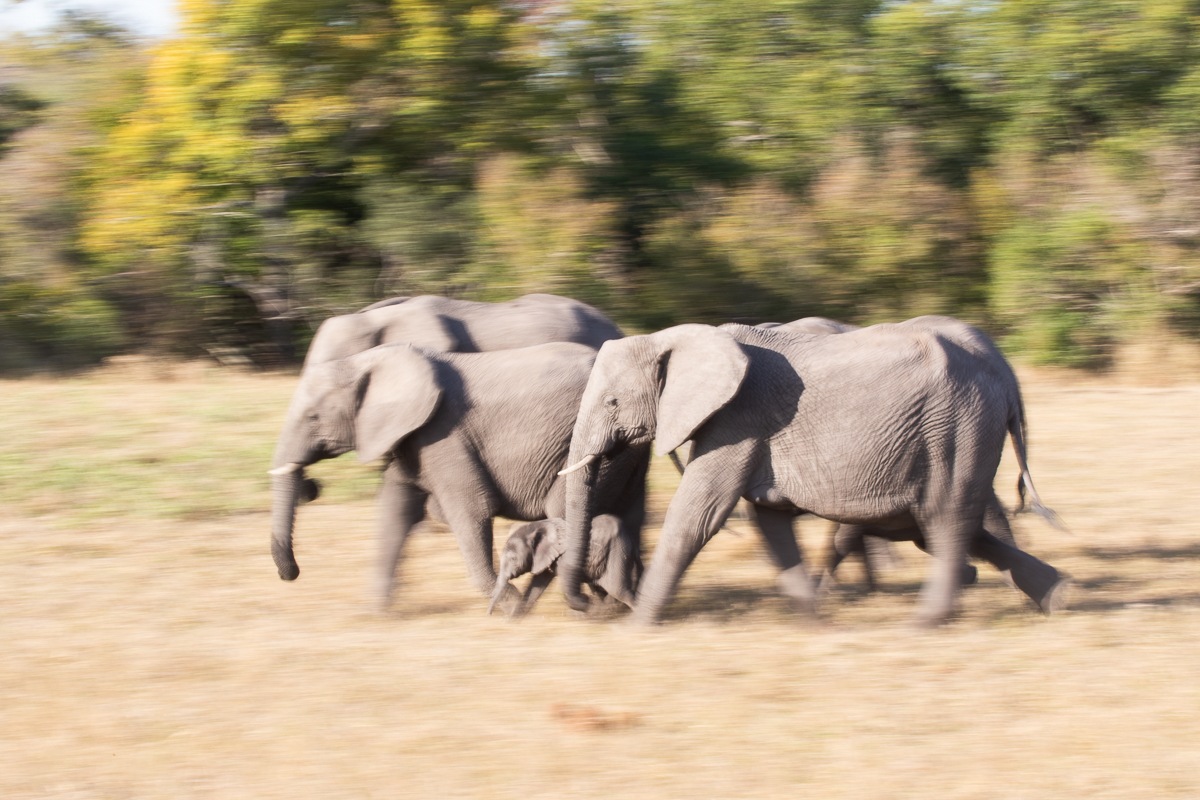01Jason Street Elephant 200822 . 01Jason Street Elephant 200822 .