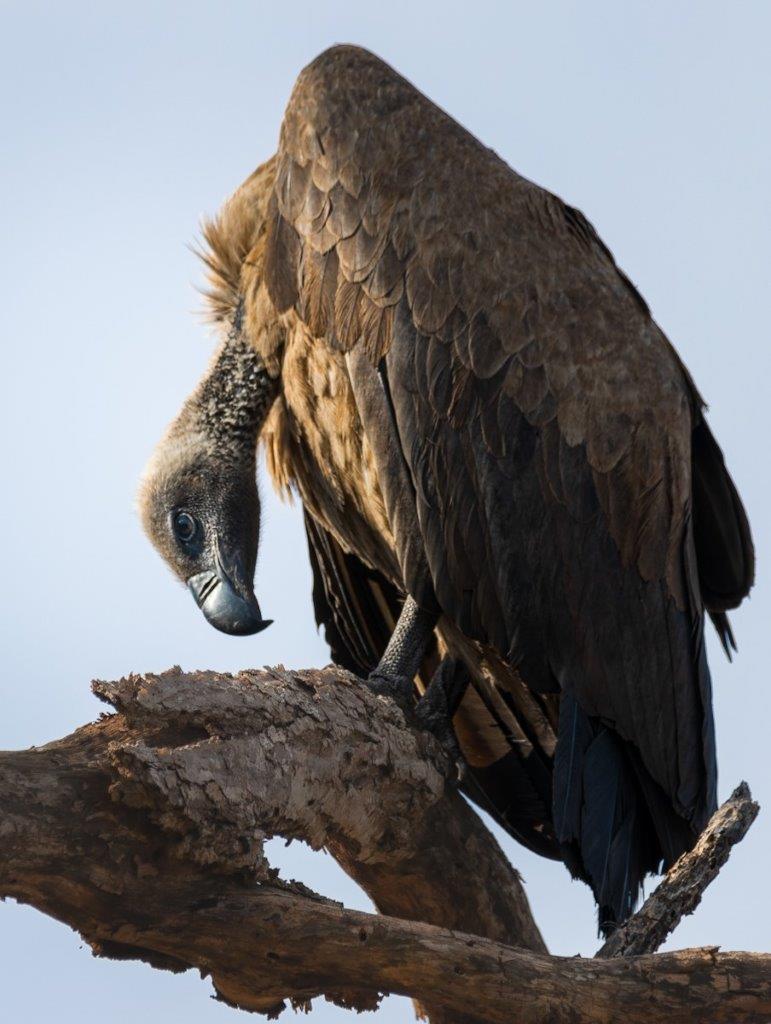 A lone White-backed vulture roosting on the bare bones of a dead tree. A lone White-backed vulture roosting on the bare bones of a dead tree.