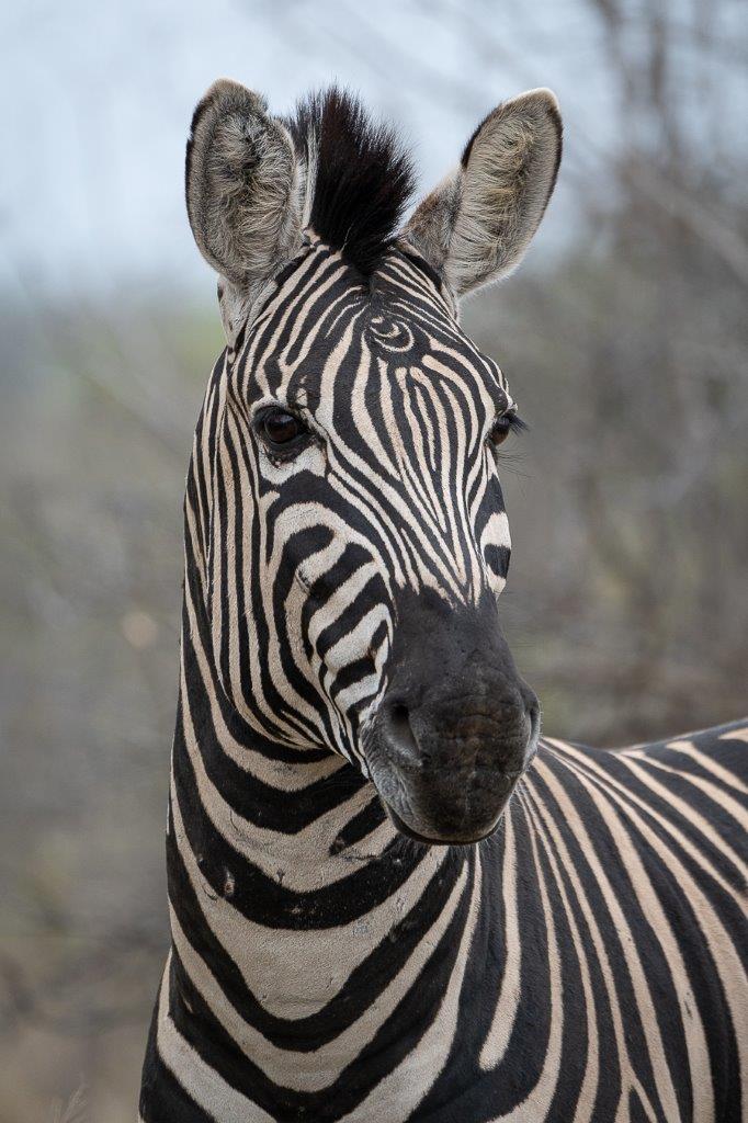 A Unique Stallion | Sabi Sabi