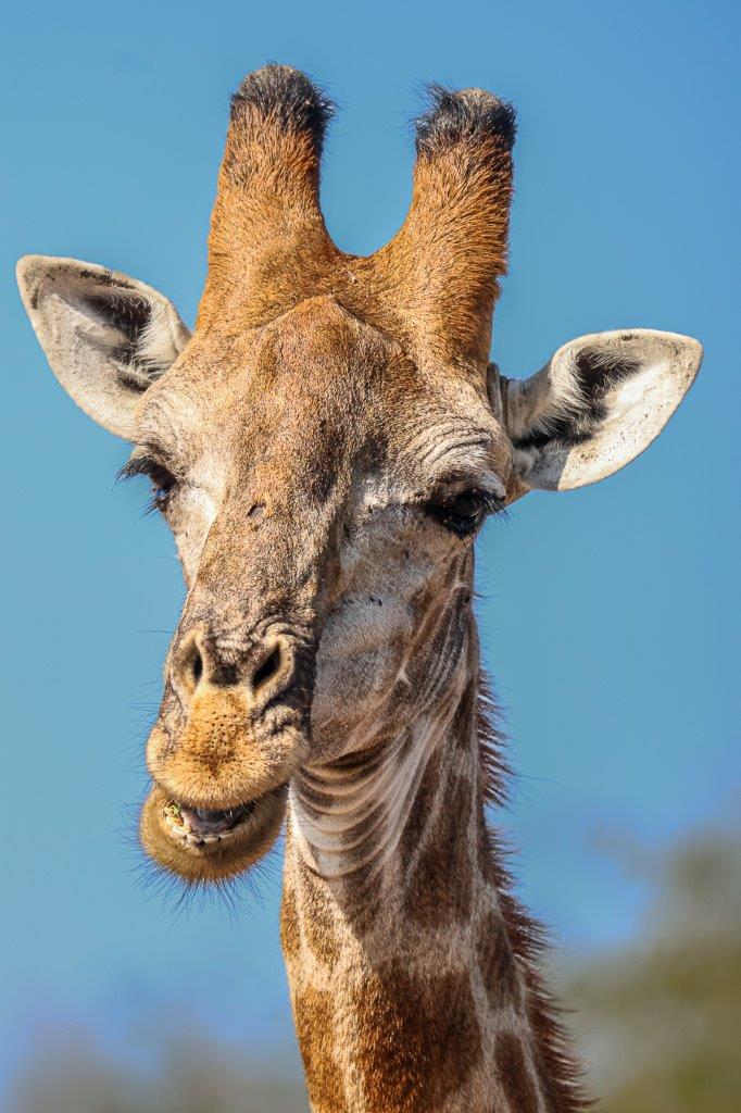 Young male giraffe watching a distant group of giraffes, displaying curiosity and alertness. Young male giraffe watching a distant group of giraffes, displaying curiosity and alertness.