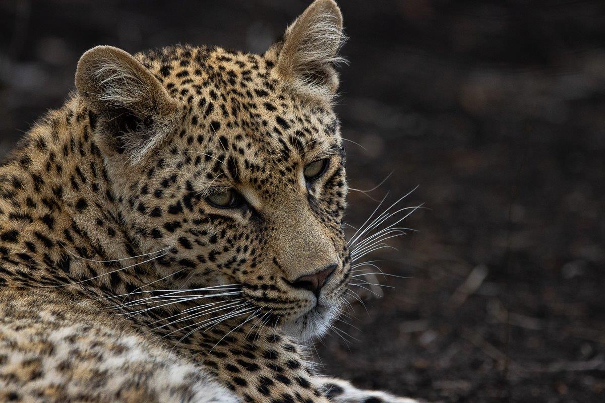 Close-up of Mgiba the leopard cub, capturing her focused gaze and detailed facial features. Close-up of Mgiba the leopard cub, capturing her focused gaze and detailed facial features.