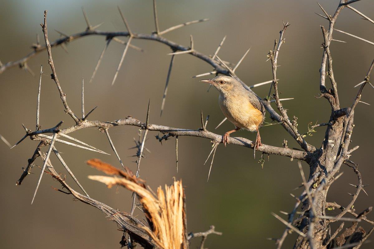 The Long-billed Crombec, known in Afrikaans as the 'Bosveldstompstert', which translates to Bushveld short tail. The Long-billed Crombec, known in Afrikaans as the 'Bosveldstompstert', which translates to Bushveld short tail.
