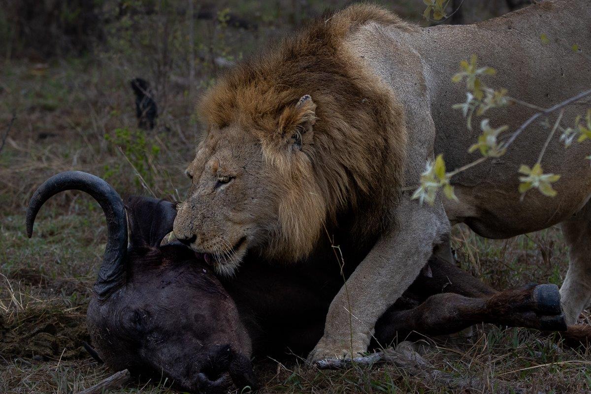 Nkuhuma male lion resting near the horns of a dead buffalo, symbolizing the circle of life in the wild. Nkuhuma male lion resting near the horns of a dead buffalo, symbolizing the circle of life in the wild.