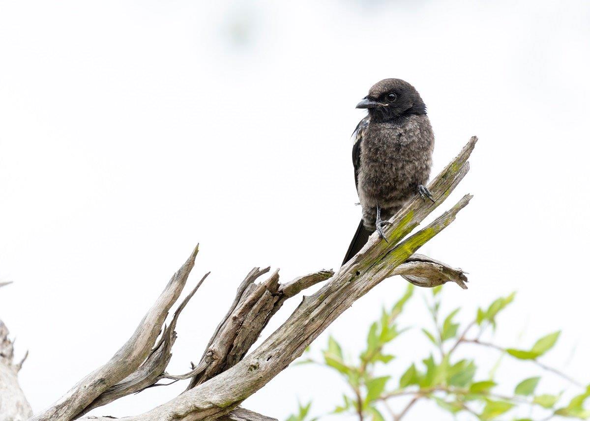 A juvenile Fork-tailed drongo perches on a branch. A juvenile Fork-tailed drongo perches on a branch.