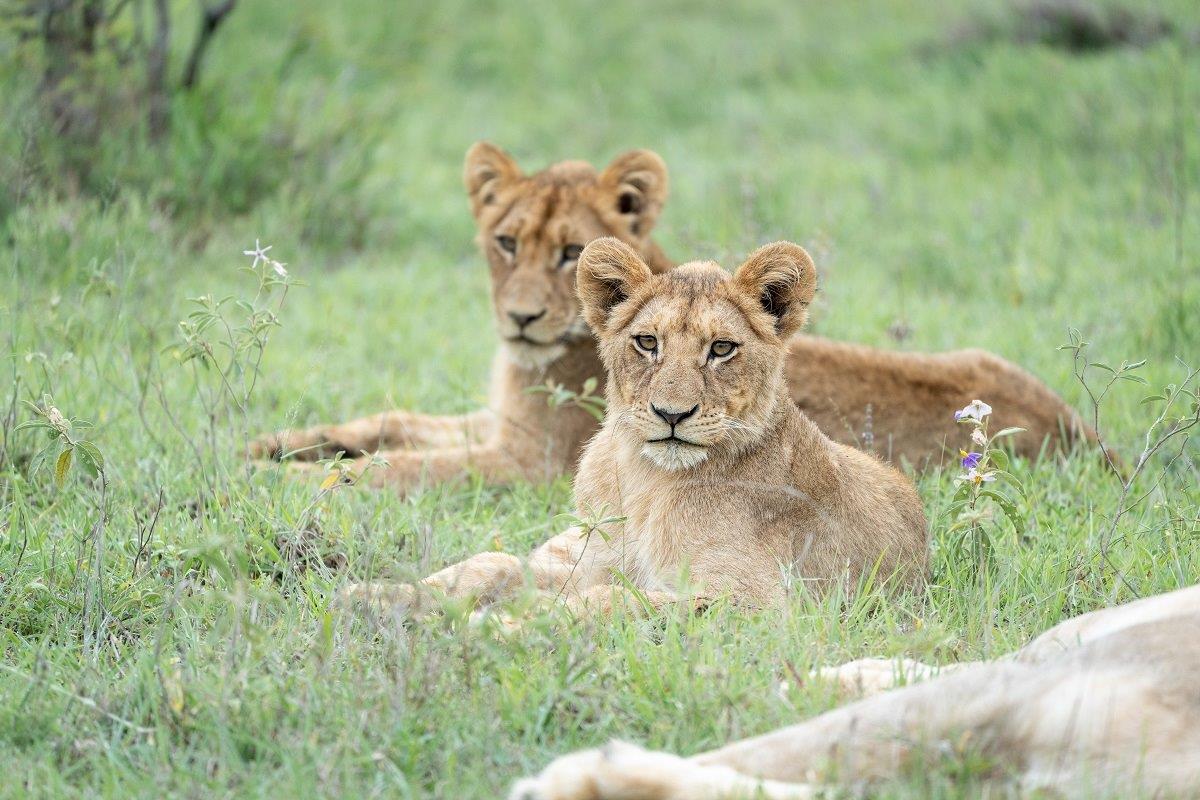 Two young members of the Southern Pride rest on a cool, cloudy morning. Two young members of the Southern Pride rest on a cool, cloudy morning.