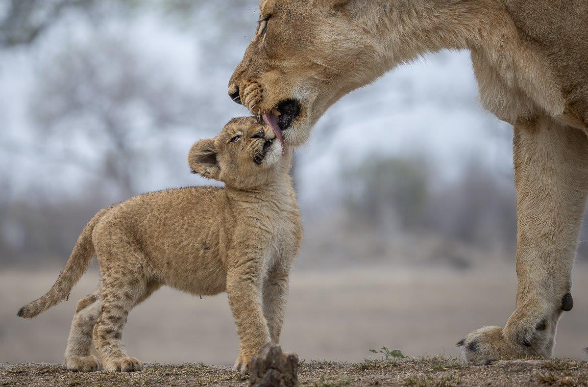 Msuthlu lioness grooming her cub while resting in a drainage line. Msuthlu lioness grooming her cub while resting in a drainage line.