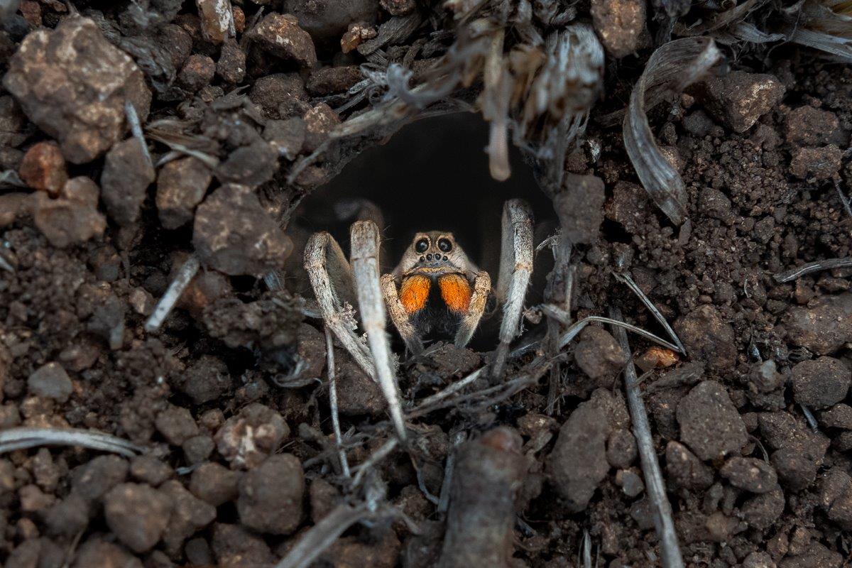 Ground Burrowing Wolf Spider with bright orange pedipalps peeking from burrow. Ground Burrowing Wolf Spider with bright orange pedipalps peeking from burrow.