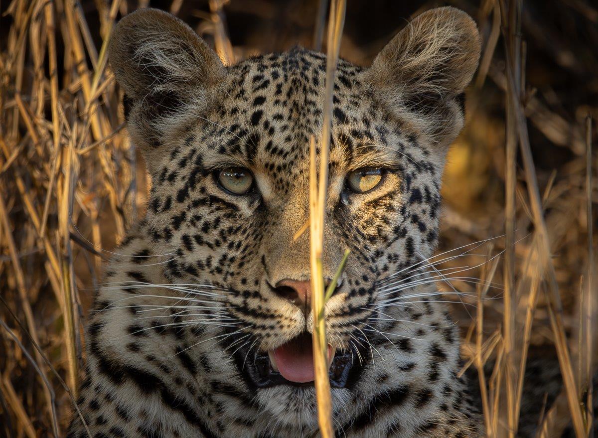 Close-up of one of Ntsumi’s cubs with a blade of grass partially covering her face, showcasing her natural camouflage. Close-up of one of Ntsumi’s cubs with a blade of grass partially covering her face, showcasing her natural camouflage.