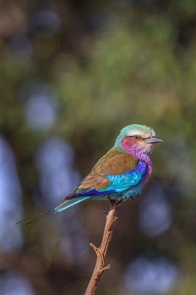 Sabi Sabi Ruan Mey Lilac Breasted Roller Sabi Sabi Ruan Mey Lilac Breasted Roller