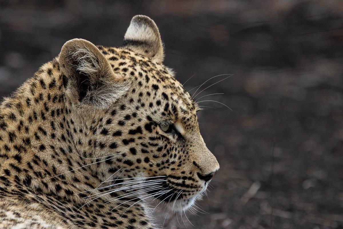 Portrait view of young leopard Mgiba, highlighting her unique markings and intense stare. Portrait view of young leopard Mgiba, highlighting her unique markings and intense stare.