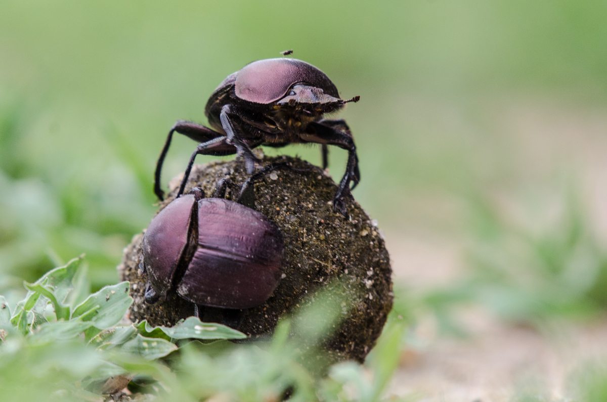 Sabi Sabi Experience Game Drive Dung Beetle Sabi Sabi Experience Game Drive Dung Beetle