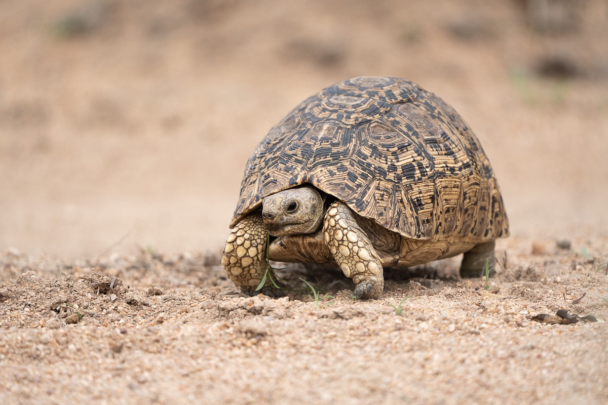B01 Daniel Greyvenstein Leopard Tortoise 171023 2 B01 Daniel Greyvenstein Leopard Tortoise 171023 2