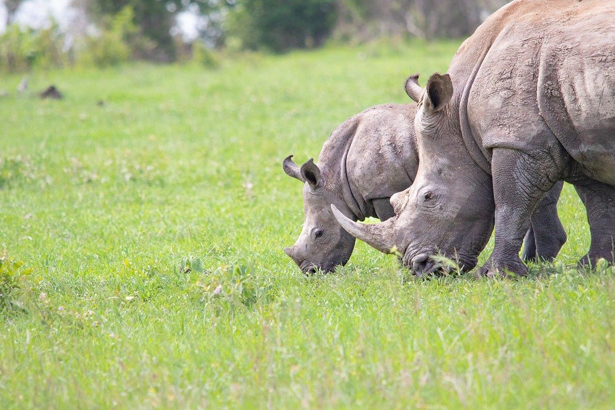 03Jason Street Rhino 050323 1 03Jason Street Rhino 050323 1