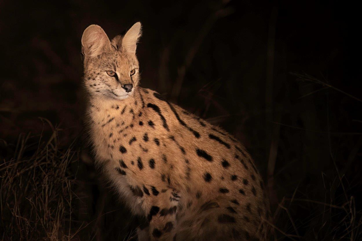 A serval spotted during a night safari. A serval spotted during a night safari.