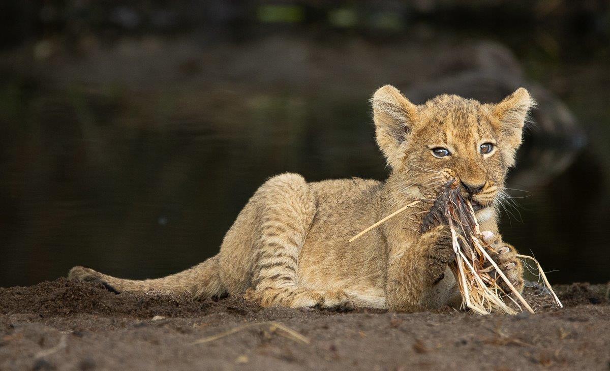 Playful lion cub engaging with grass near the waterhole, honing hunting skills. Playful lion cub engaging with grass near the waterhole, honing hunting skills.