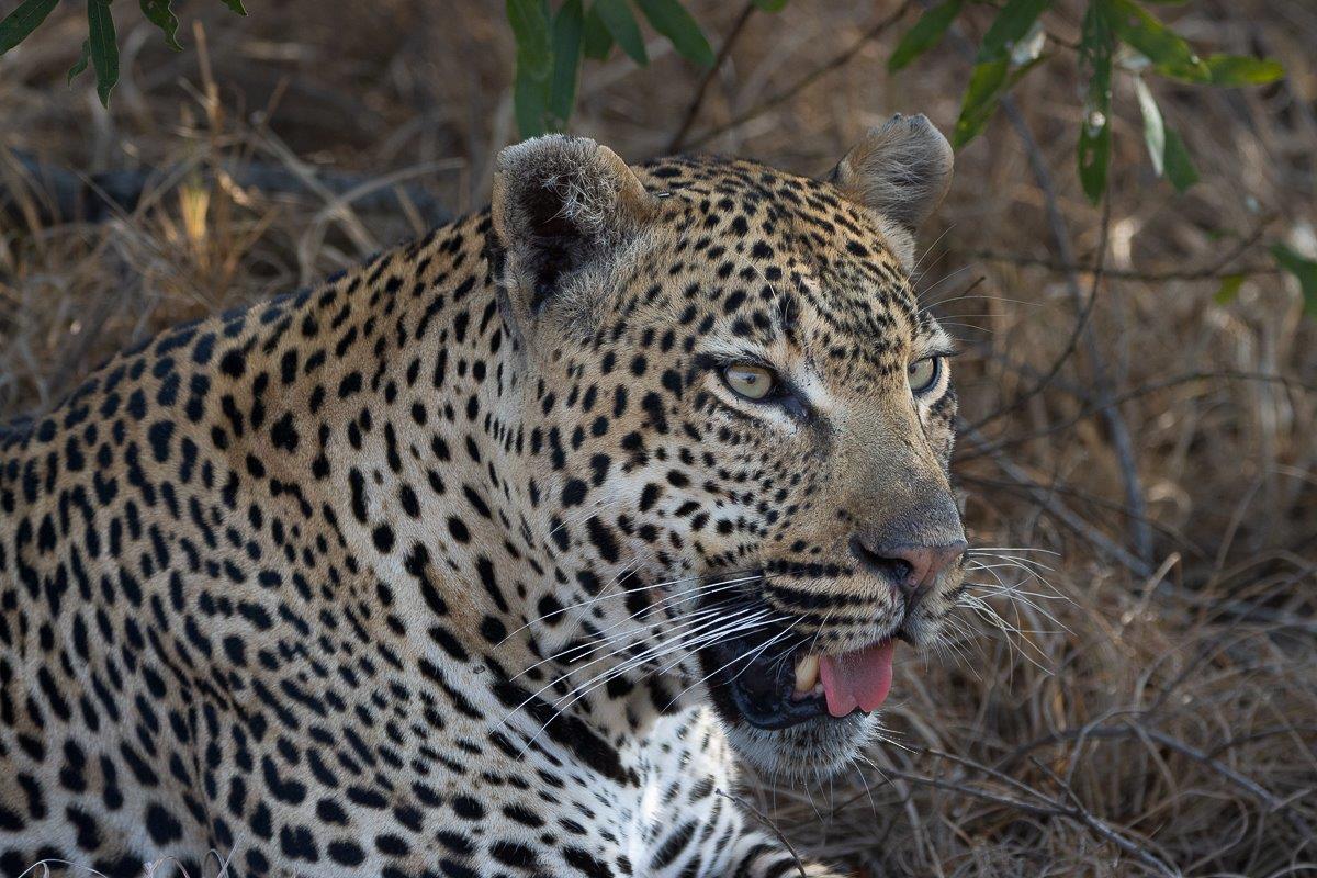 Khulwana male leopard feeding on a young buffalo carcass, remaining cautious. Khulwana male leopard feeding on a young buffalo carcass, remaining cautious.