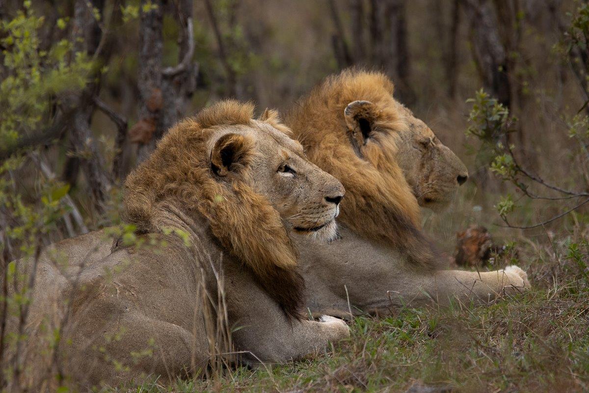 Nkuhuma and Talamati males resting side by side after feeding, portraying companionship and unity. Nkuhuma and Talamati males resting side by side after feeding, portraying companionship and unity.