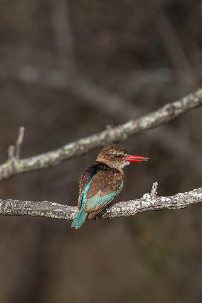 Brown-hooded kingfisher successfully securing an insect for his next meal Brown-hooded kingfisher successfully securing an insect for his next meal