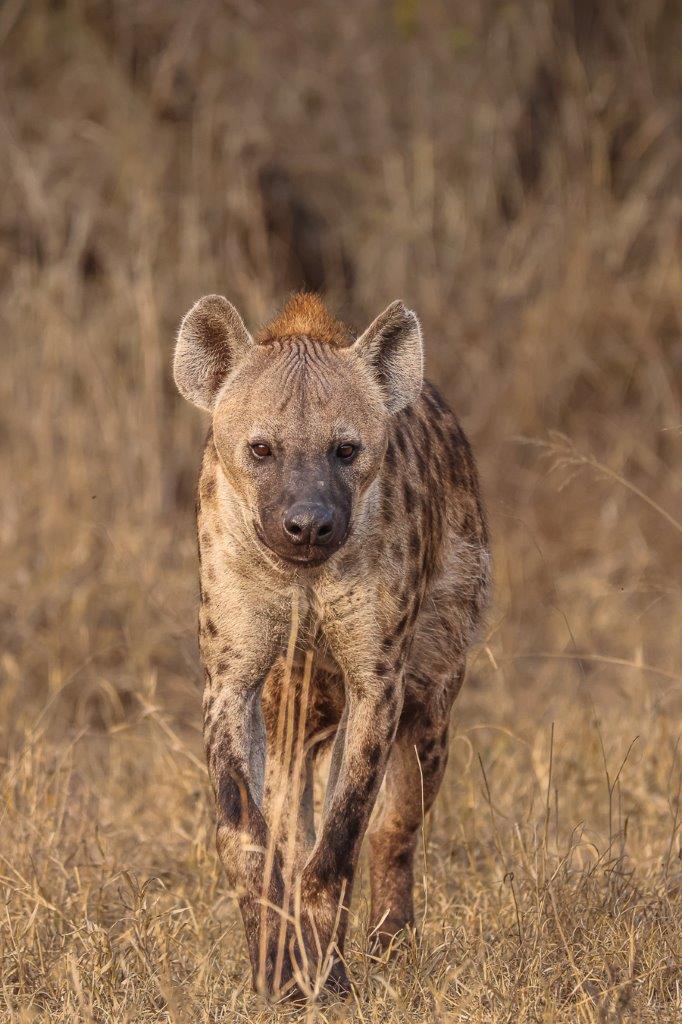 Brown spotted Female Heyna vocalising Brown spotted Female Heyna vocalising