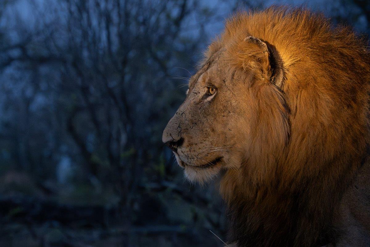 Nkuhuma male in golden light at sunset. Nkuhuma male in golden light at sunset.