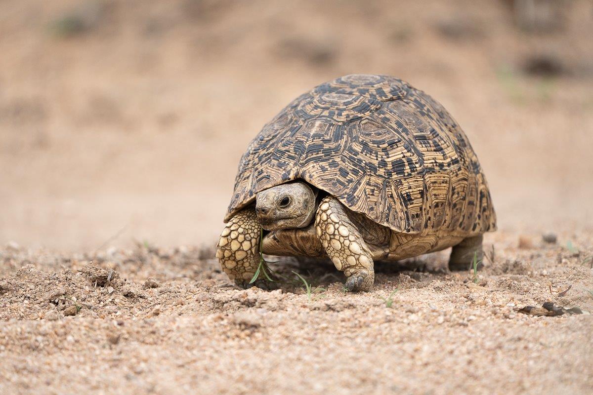 A leopard tortoise, named for is attractive markings that seem to mimic a leopard's rosettes. A leopard tortoise, named for is attractive markings that seem to mimic a leopard's rosettes.
