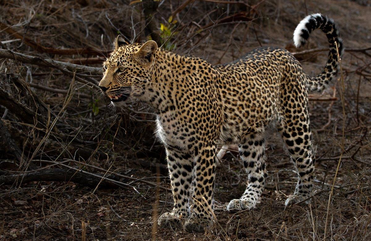 Leopard Kurhula standing proudly in the grasslands, embodying independence as she surveys her surroundings. Leopard Kurhula standing proudly in the grasslands, embodying independence as she surveys her surroundings.