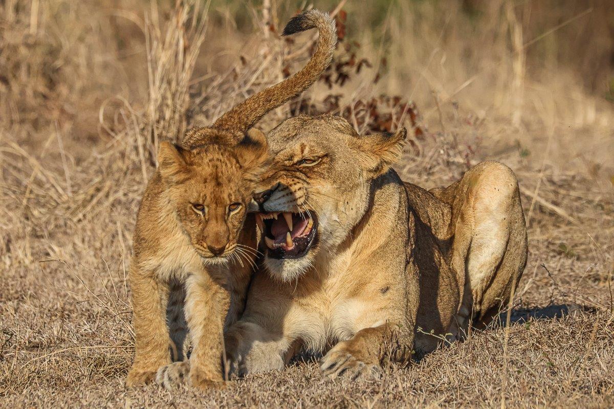 Msuthlu mother and cub in dry grass Msuthlu mother and cub in dry grass