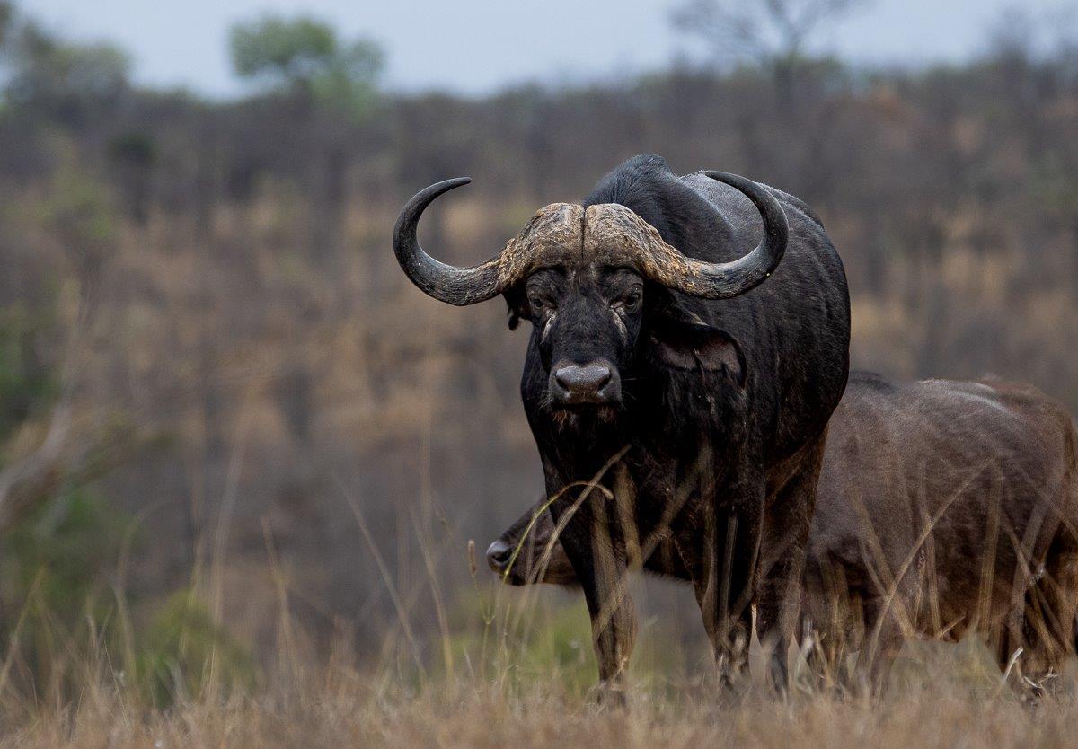 Buffalo herd approaching a waterhole, completing a Big Five experience. Buffalo herd approaching a waterhole, completing a Big Five experience.