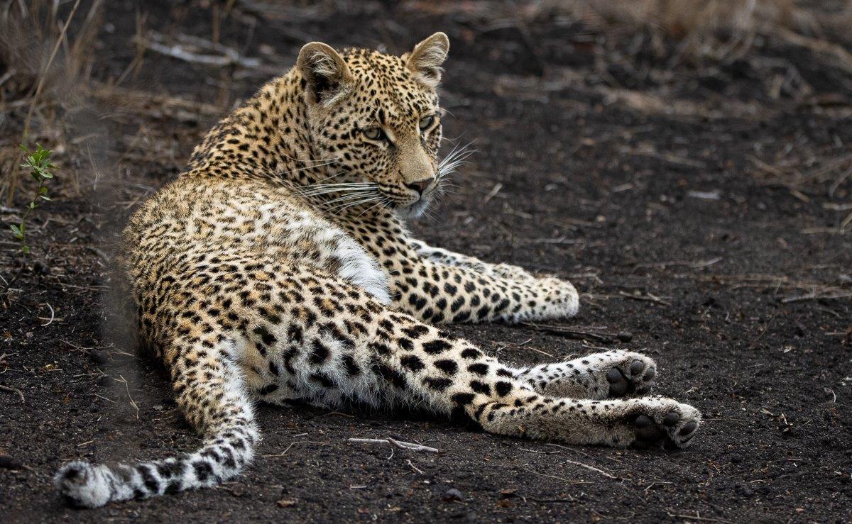 Young leopard cub Mgiba resting on the ground, appearing relaxed after a successful hunt. Young leopard cub Mgiba resting on the ground, appearing relaxed after a successful hunt.