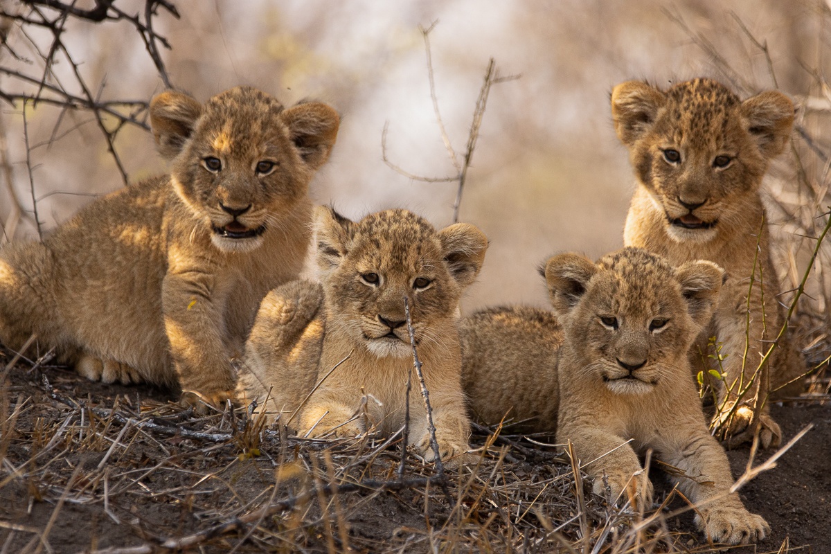 Sabi Sabi Ronald Mutero Msuthlu Four Cubs Sabi Sabi Ronald Mutero Msuthlu Four Cubs