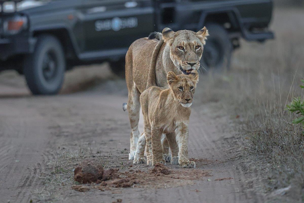 Sabi Sabi Ruan Mey Msuthlu Mothercub In Road Sabi Sabi Ruan Mey Msuthlu Mothercub In Road