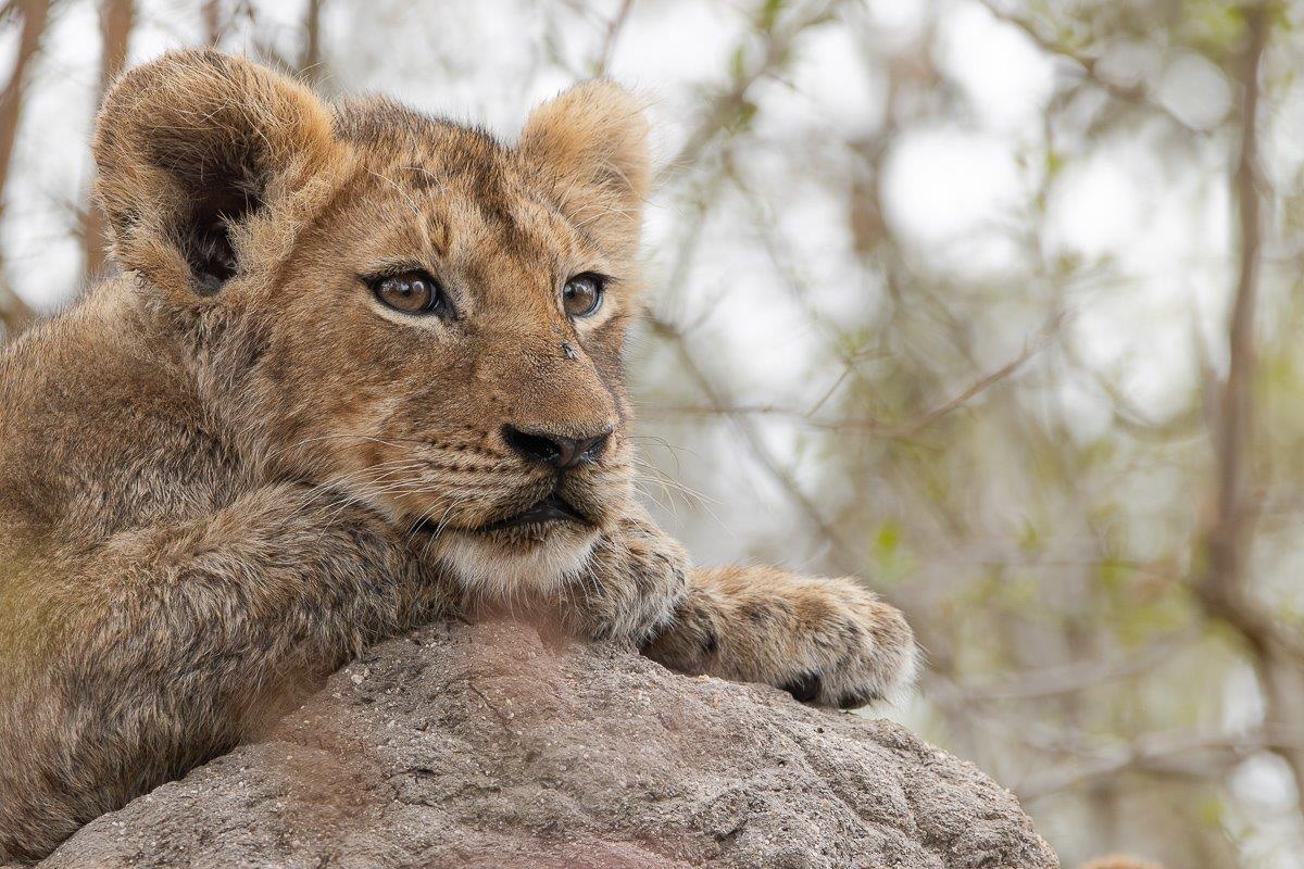 Msuthlu Pride cub on a termite hill, observing the surroundings from a higher vantage point. Msuthlu Pride cub on a termite hill, observing the surroundings from a higher vantage point.