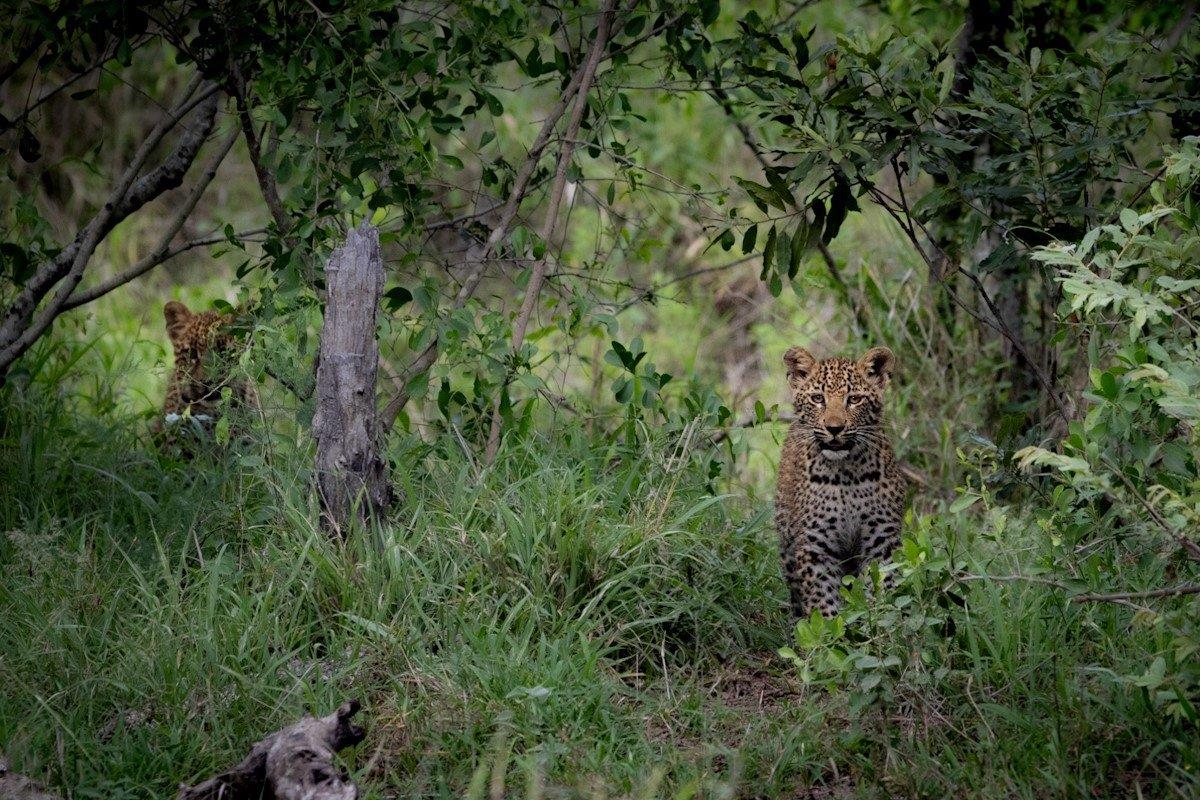 Ntsumi's two cubs camouflaged in the thick bush. Ntsumi's two cubs camouflaged in the thick bush.
