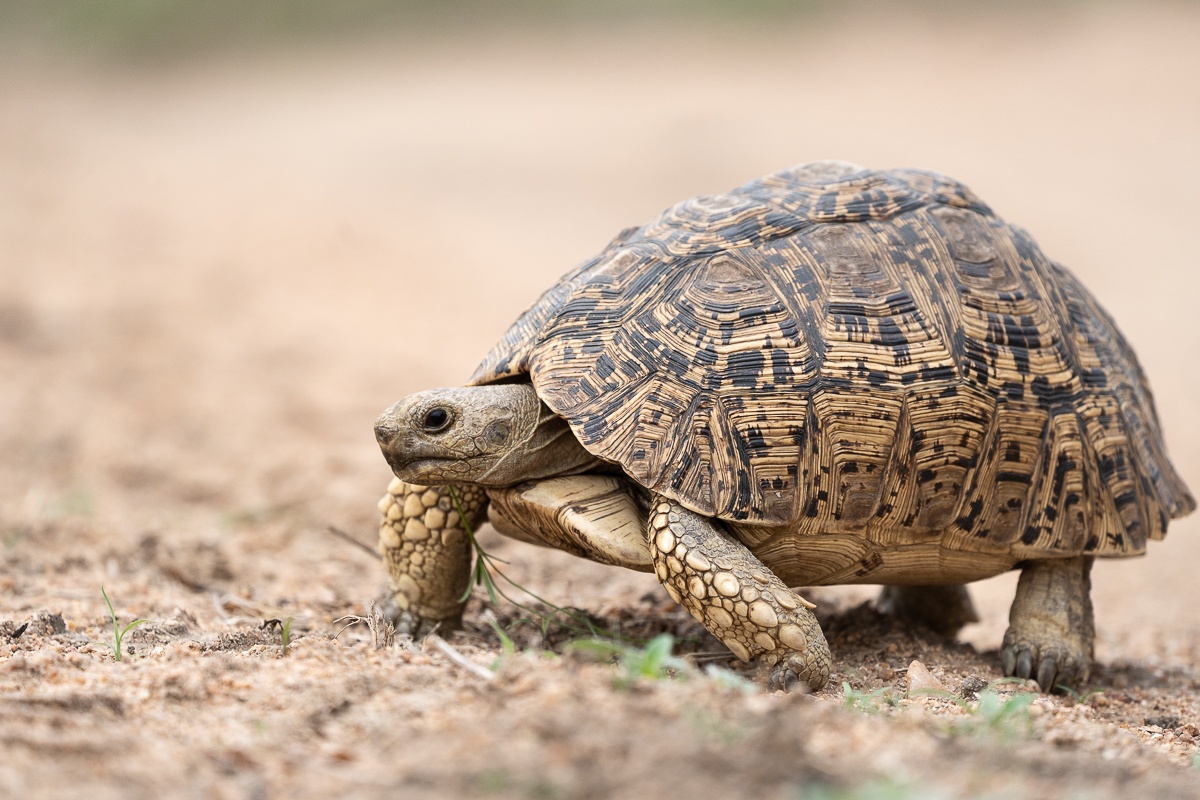 B02 Daniel Greyvenstein Leopard Tortoise Mating 221123 1 B02 Daniel Greyvenstein Leopard Tortoise Mating 221123 1