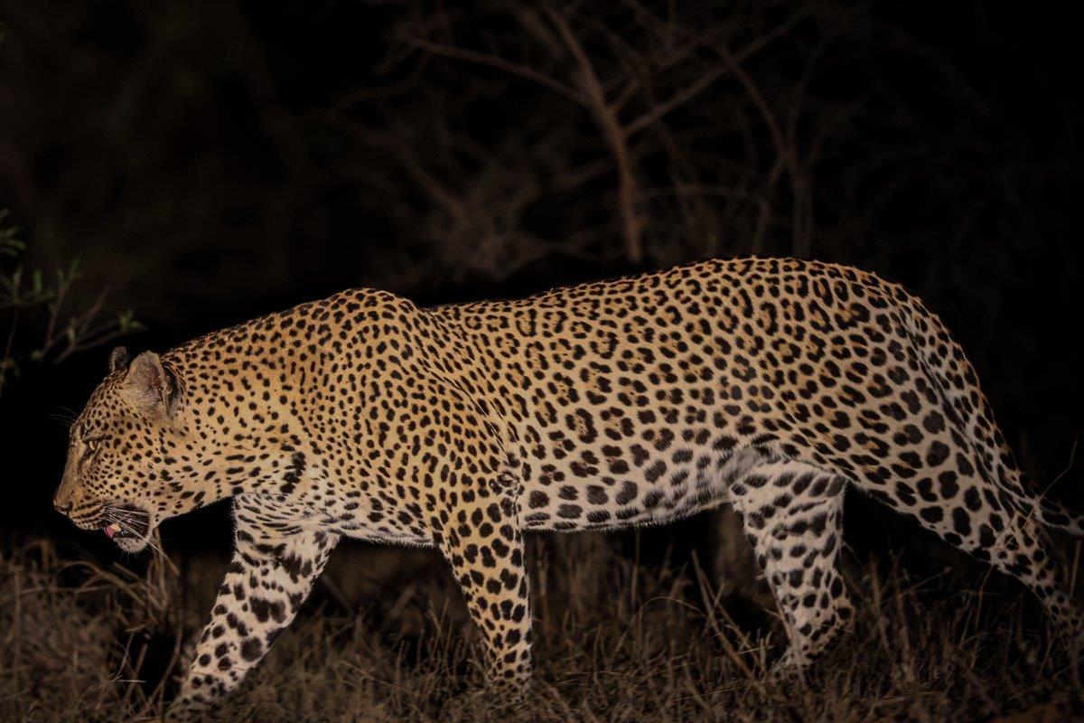 Khulwana male leopard scent-marking his territory. Khulwana male leopard scent-marking his territory.
