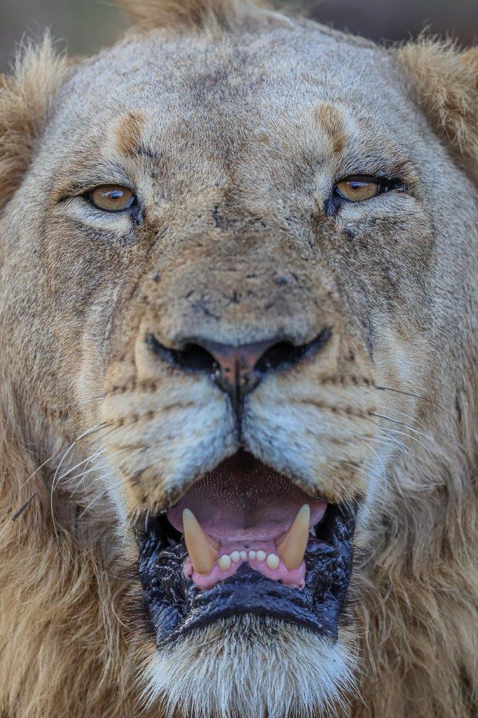 Front view of Talamati male lion, his intense stare showing his strength and confidence. Front view of Talamati male lion, his intense stare showing his strength and confidence.