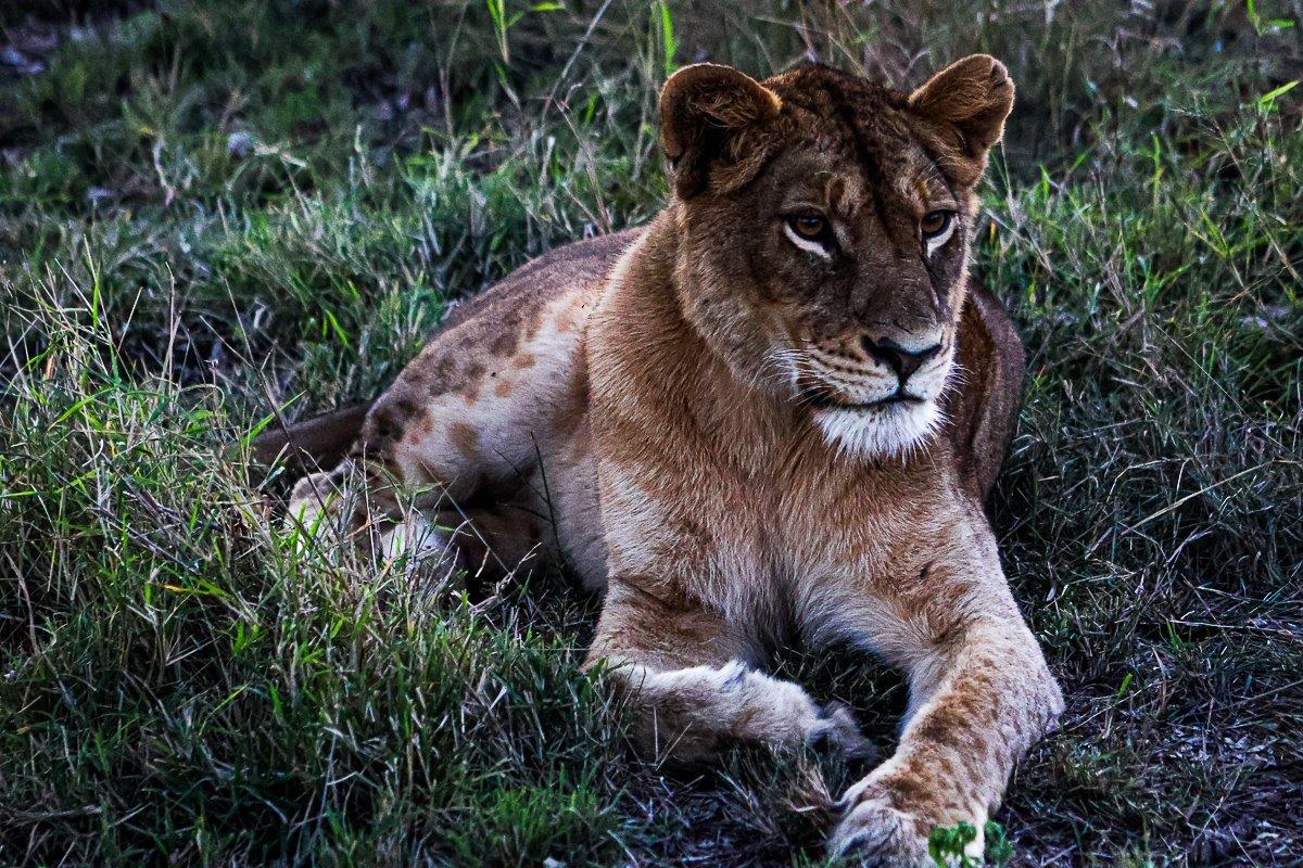 A Styx Pride lion rests in the grass. A Styx Pride lion rests in the grass.