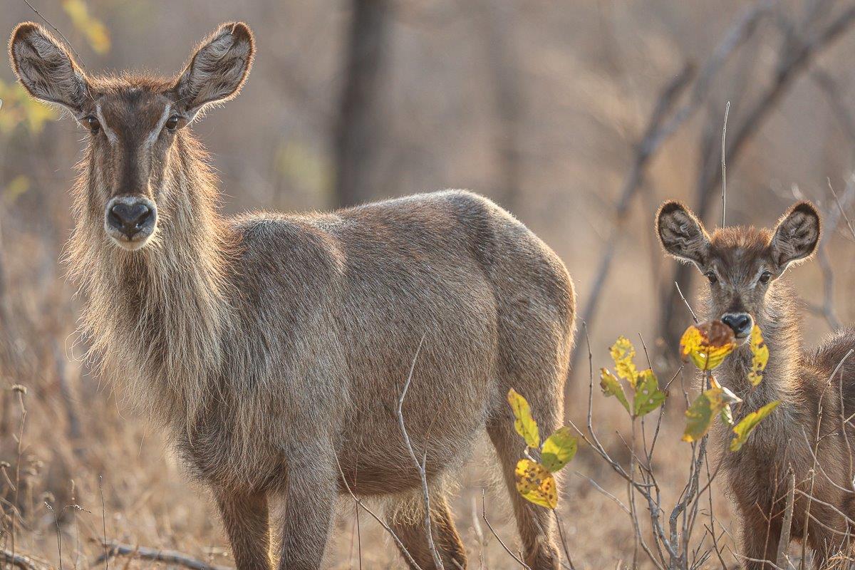 Waterbuck mother and calf standing near a water source, bonding in the safety of Earth Lodge’s vicinity. Waterbuck mother and calf standing near a water source, bonding in the safety of Earth Lodge’s vicinity.