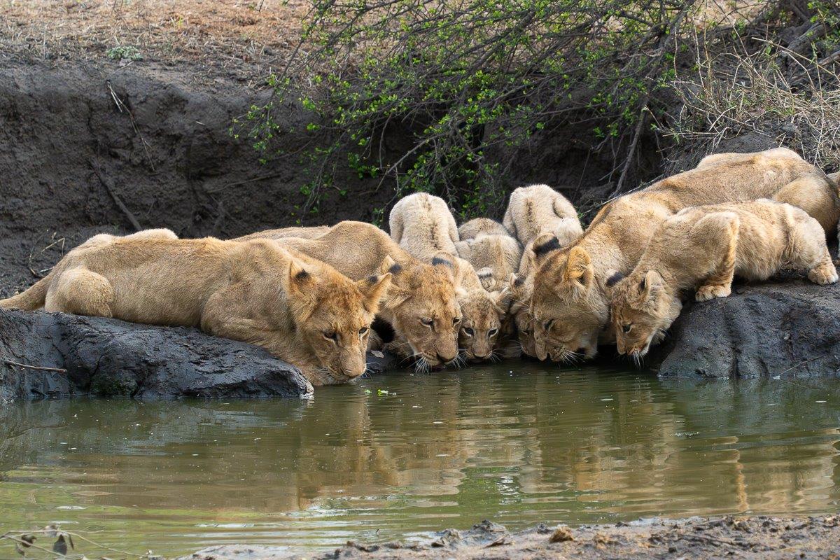 Msuthlu Pride of lions gathered at a waterhole, all drinking together. Msuthlu Pride of lions gathered at a waterhole, all drinking together.