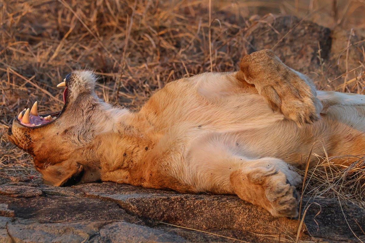 A lioness from the Southern Pride lying on her back, relaxing. A lioness from the Southern Pride lying on her back, relaxing.