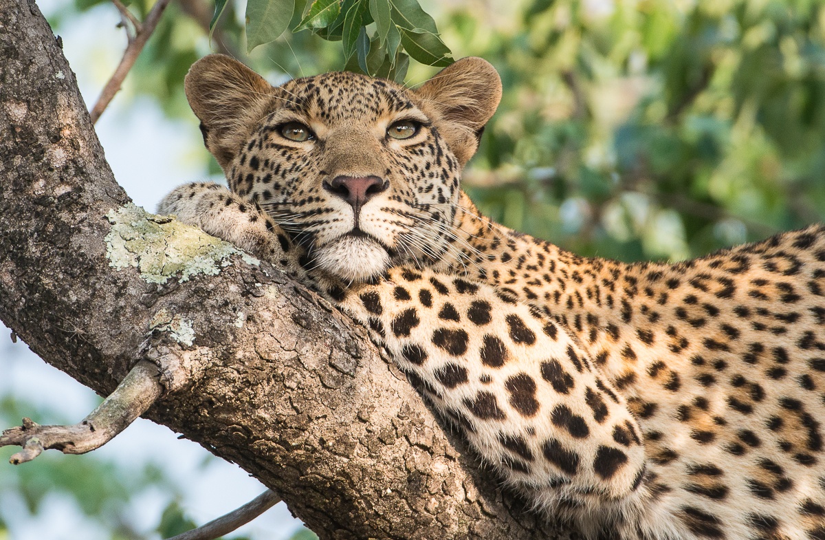 Our Photographic Safaris | Sabi Sabi™