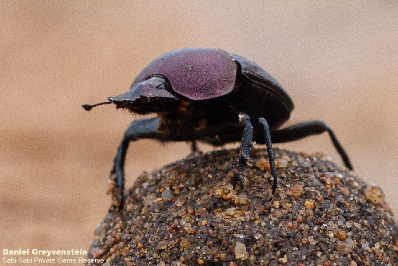 B01Daniel Greyvenstein Dung Beetle 031122 2 Final B01Daniel Greyvenstein Dung Beetle 031122 2 Final
