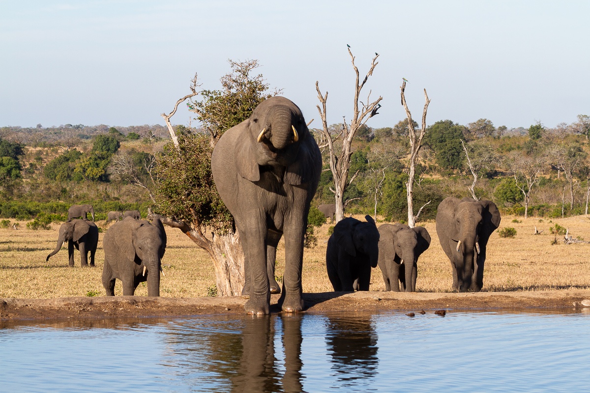 It is the matriarch's responsibility to find water for the herd. It is the matriarch's responsibility to find water for the herd.