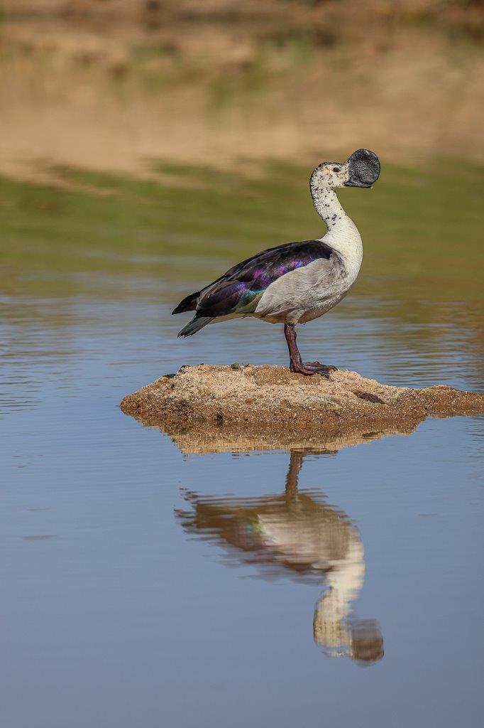 Sabi Sabi Ruan Mey Knob Billed Duck Sabi Sabi Ruan Mey Knob Billed Duck