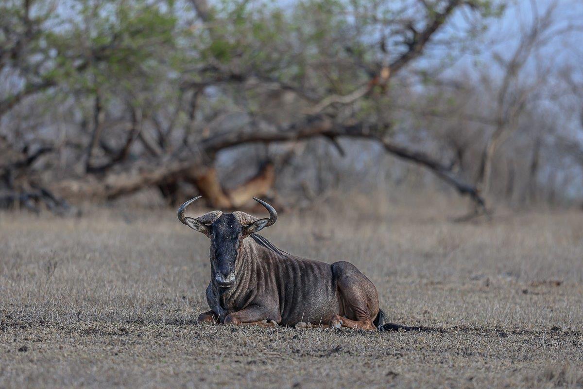 Blue wildebeest bull standing proudly, looking over his territory with a sense of pride. Blue wildebeest bull standing proudly, looking over his territory with a sense of pride.