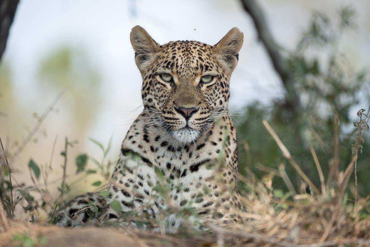 The Three Leopards | Sabi Sabi