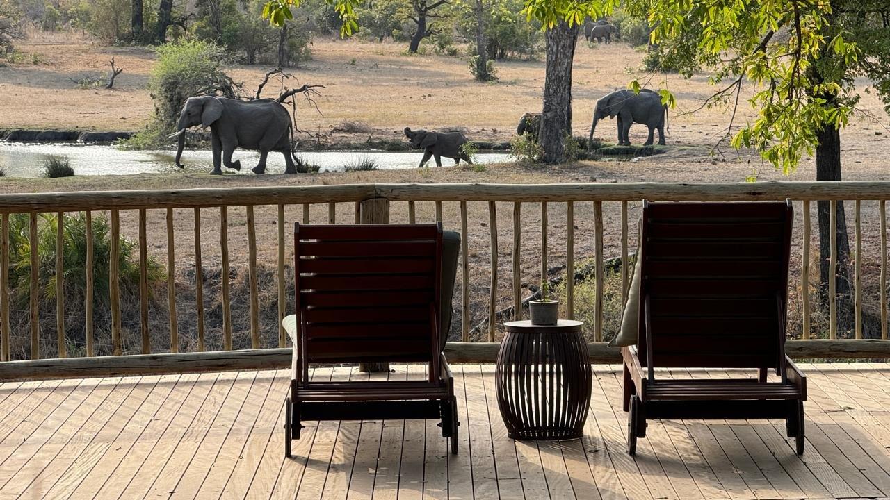 Elephant near Bush Lodge, silhouetted in natural surroundings. Elephant near Bush Lodge, silhouetted in natural surroundings.
