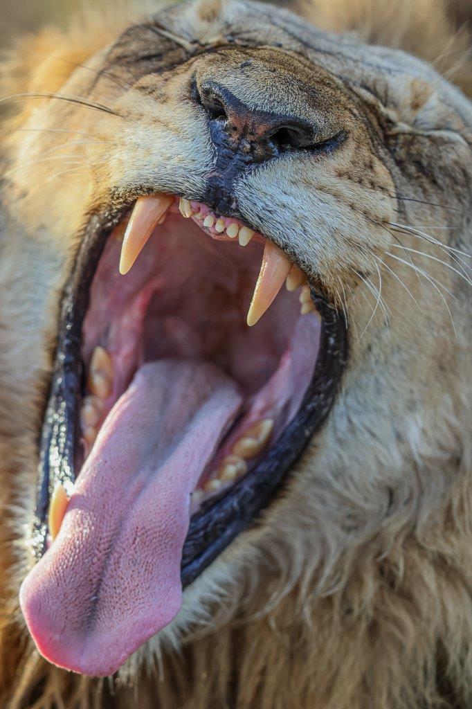 Talamati male lion yawning widely, displaying his powerful jaws and teeth. Talamati male lion yawning widely, displaying his powerful jaws and teeth.
