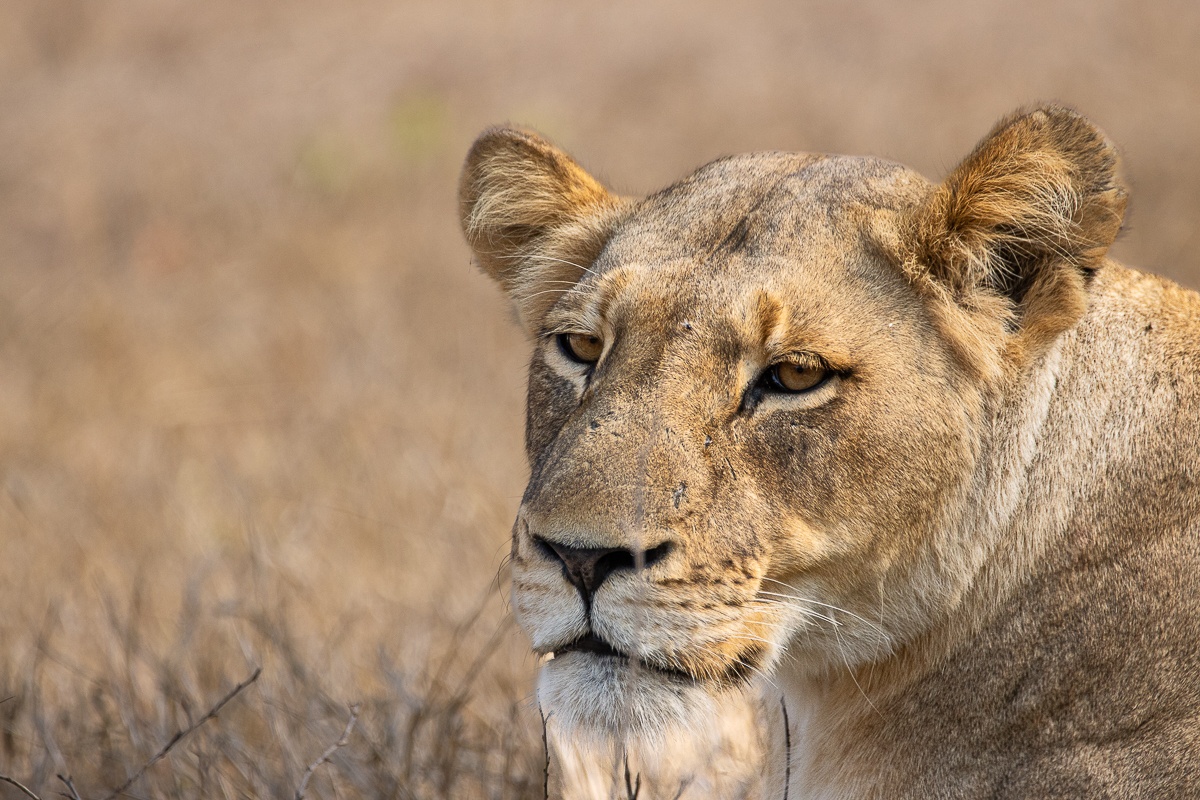 Sabi Sabi Ronald Mutero Msuthlu Close Up Lionness Sabi Sabi Ronald Mutero Msuthlu Close Up Lionness