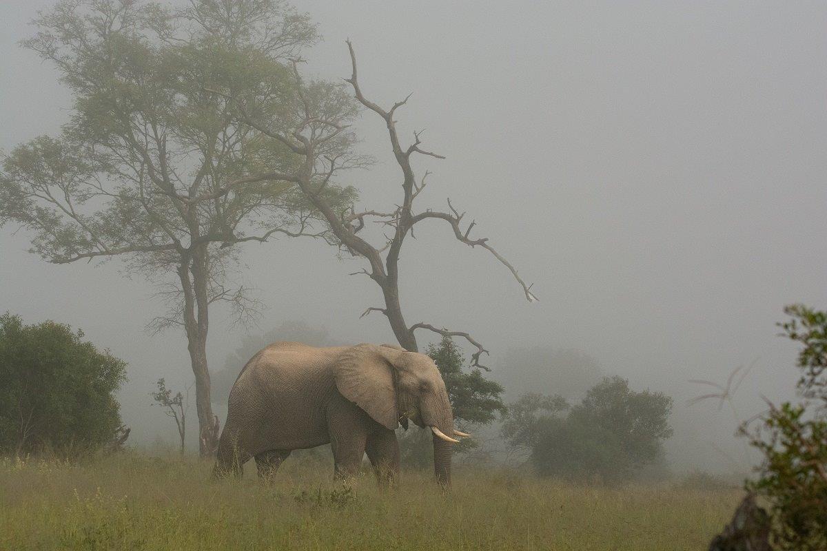 Guyana - A Story of Pictures, Old and New, An elephant and a dog became  pregnant at the same time